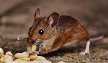 24 Hour & Emergency Exterminators in Studio City, CA